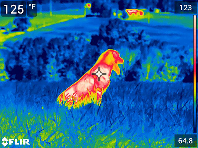 Cooling Dog Vest - Image 4