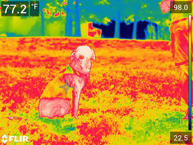 Cooling Dog Vest - Image 6