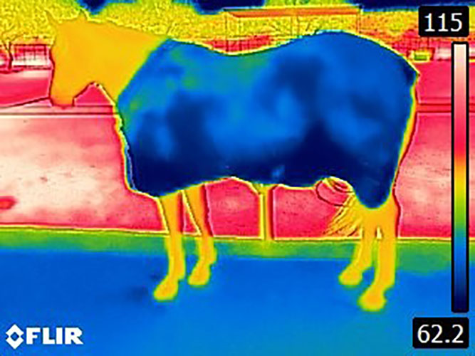 Cooling Horse Rug - Image 7