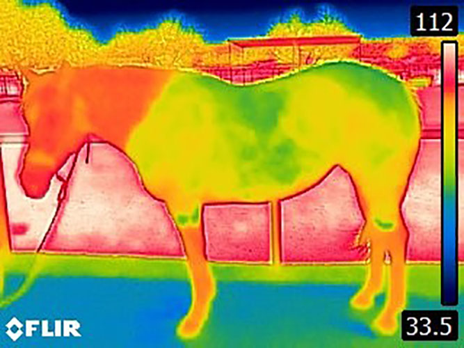 Cooling Horse Rug - Image 6